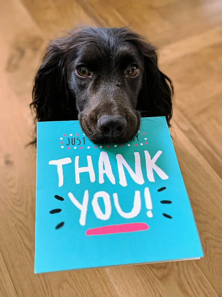 Beautiful black dog holding a Thank you card in his mouth 