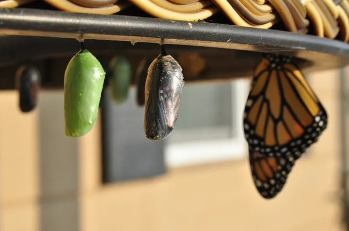 Larva hatching turning into a butterfly
